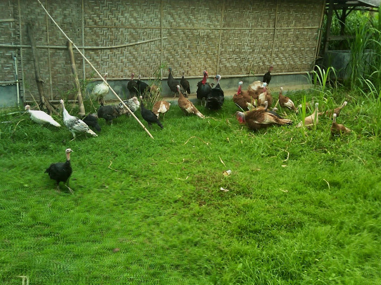 Raden Mas Kalkun Farm  