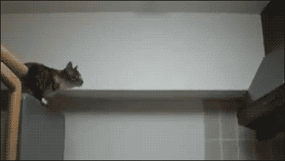 Resultado de imagen para el gato volador gif