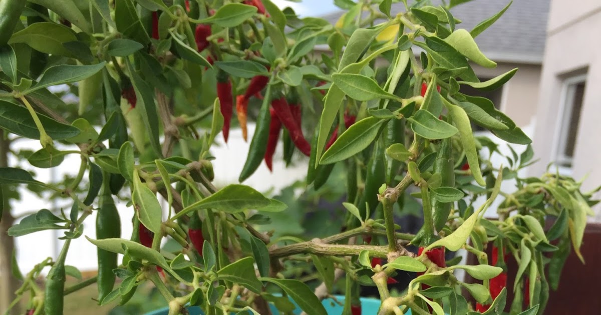 Lemon Halves Korean Dark Green Hot Pepper Plant Guide