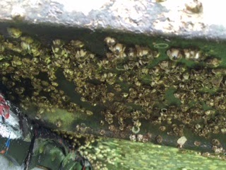 Jacsボートライセンススクール スタッフブログ 船底に付着したフジツボ