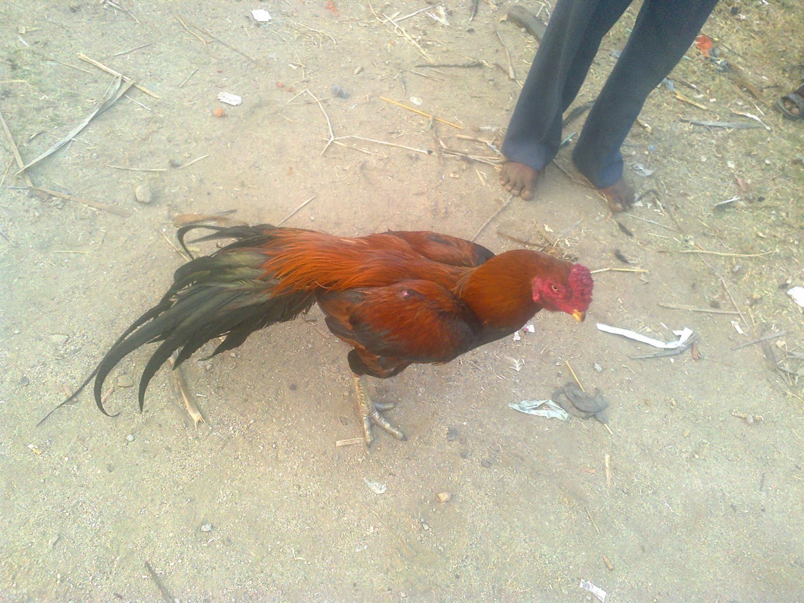 Fighting Roosters For Sell.