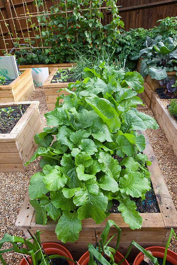 Vegetable growing in raised beds
