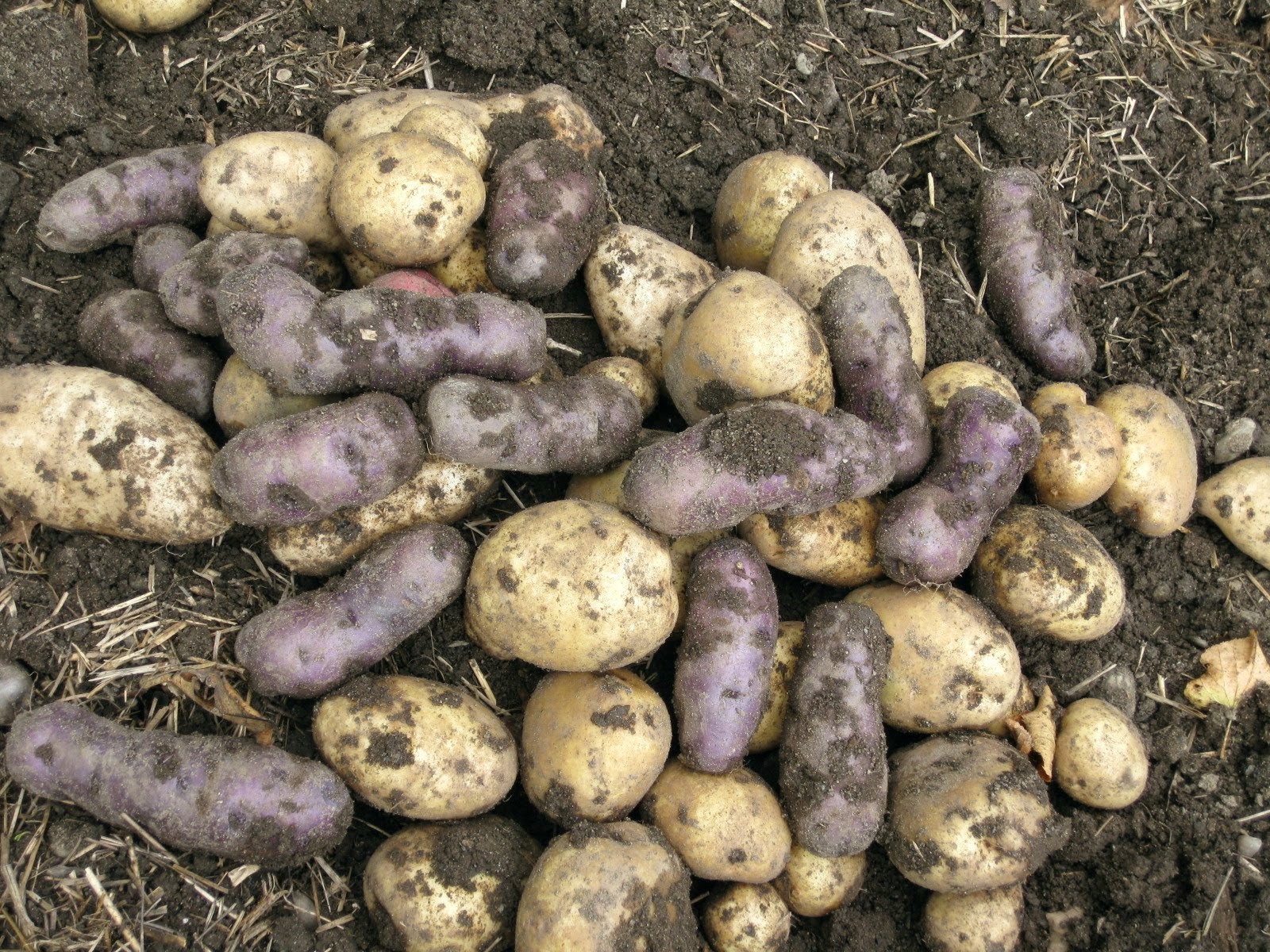 What are some tips on growing and harvesting potatoes?
