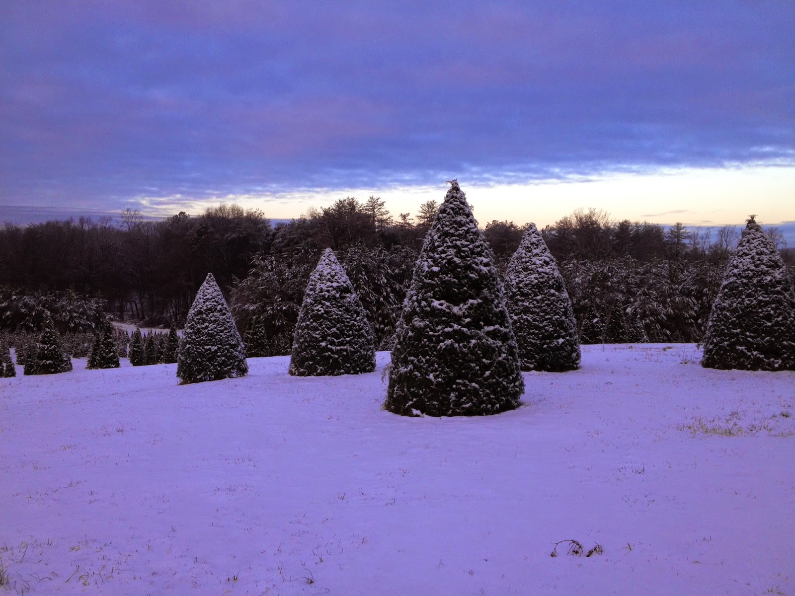 merry christmas tree farm farm pictures merry christmas tree farm farm pictures