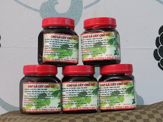 Bán cao chó đẻ( cây Diệp Hạ Châu) chữa bệnh về gan