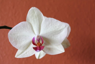 immagini orchidee belle