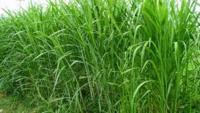 78+ Gambar Rumput Gajah Taiwan Terbaik 78+ Gambar Rumput Gajah Taiwan Terbaik