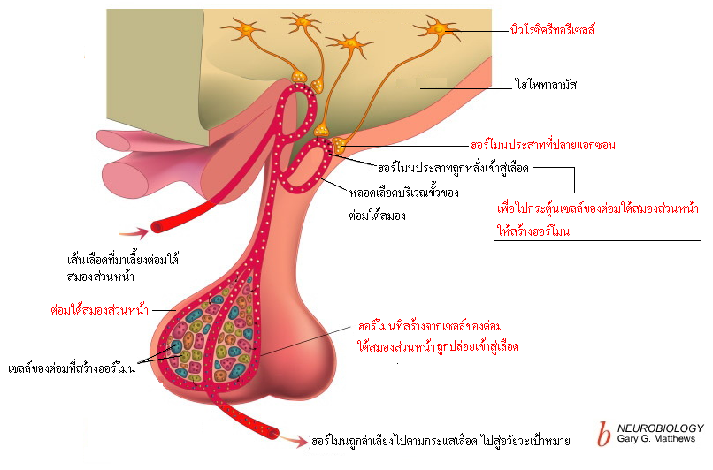 ผลการค้นหารูปภาพสำหรับ ฮอร์โมนจากต่อมใต้สมองส่วนหน้า