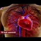 Video Media Ipa Sistem Peredaran Darah Manusia