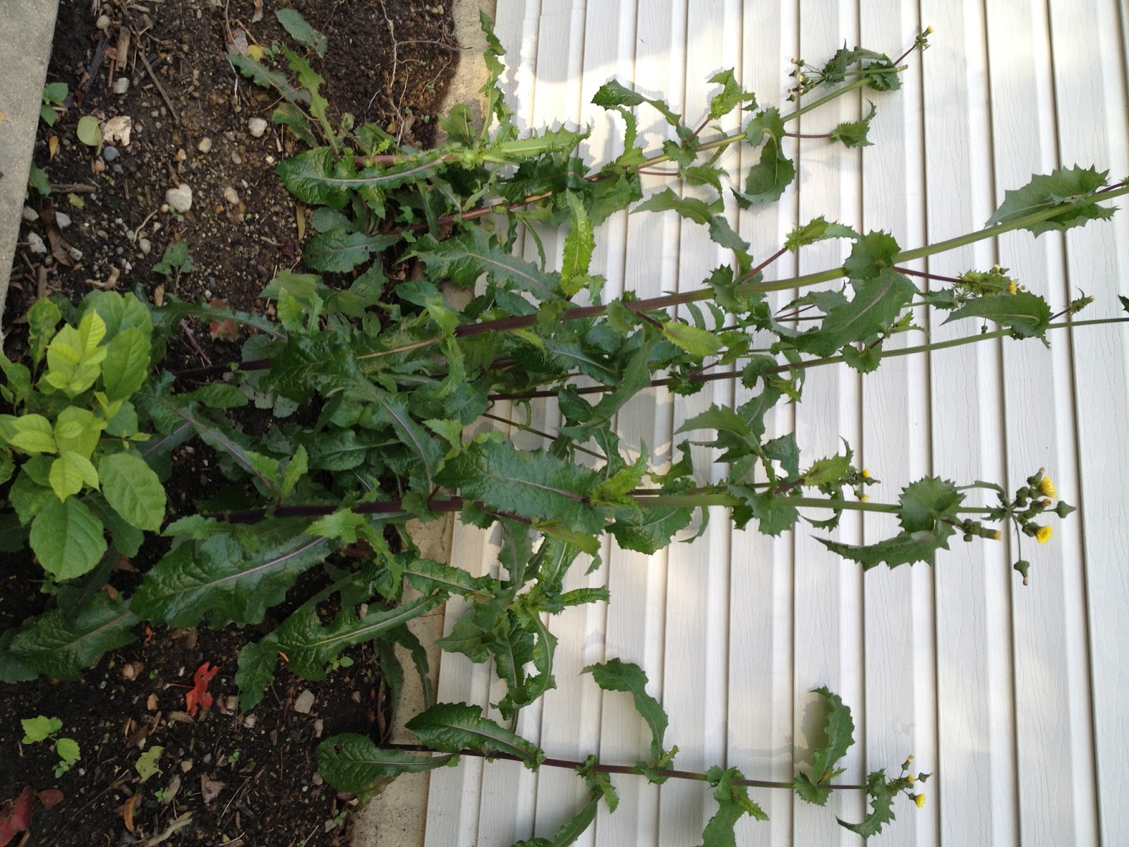 How To Make A Guinea Pig Wee at Margaret Lipman blog