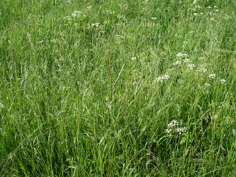 NonStop Birding Meadows and Wildlife Gardening