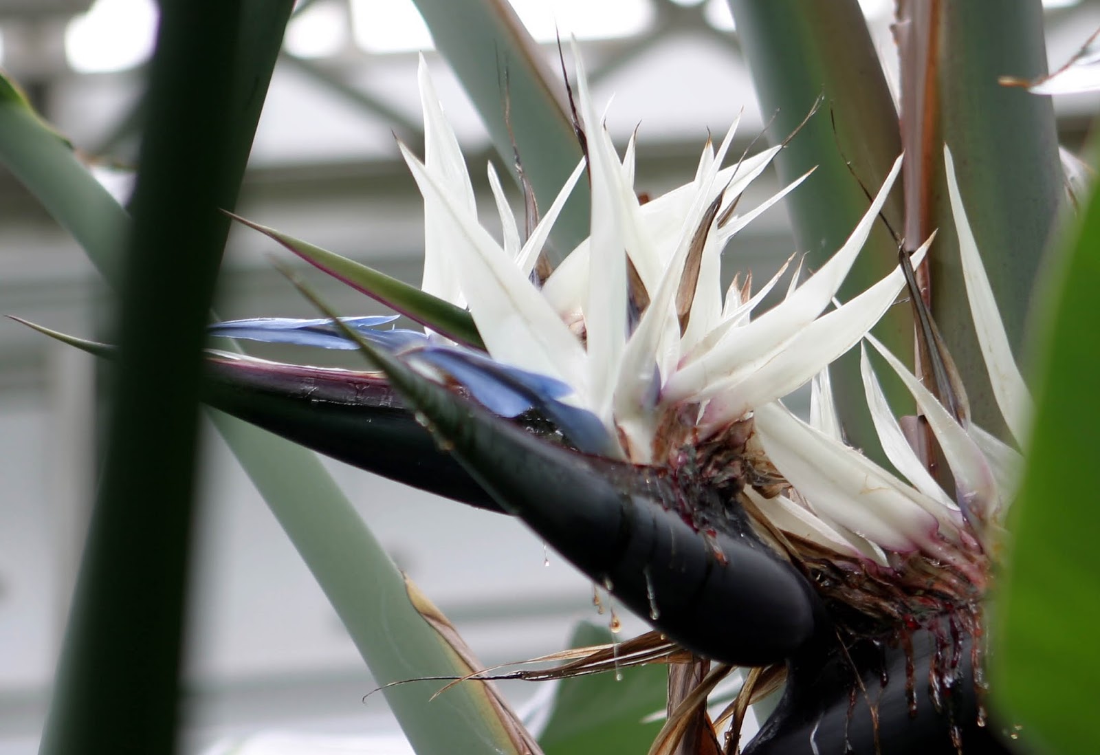Bird of Paradise Flower White Bird of Paradise Flower