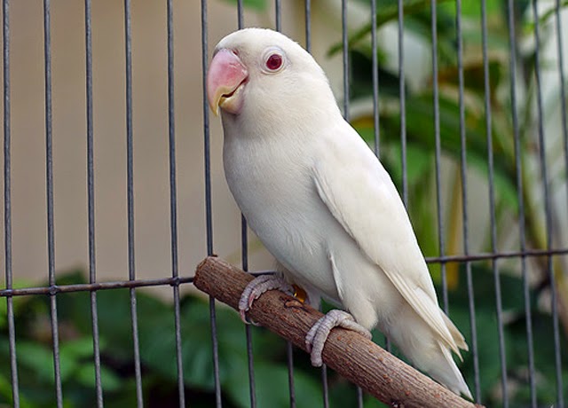 Foto Burung Lovebird Albino Jantan