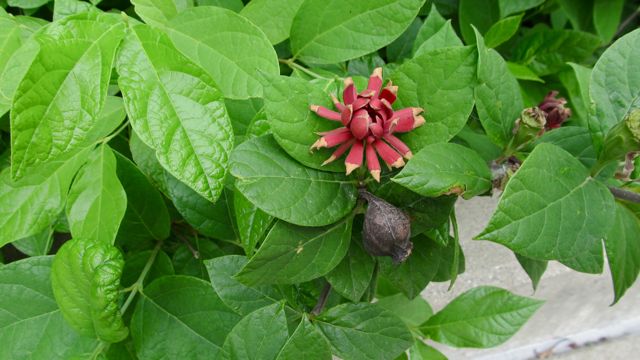 Carolina Allspice And Its Chinese Cousin Green Street Tree Care