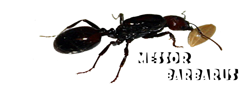 Messor Barbarus