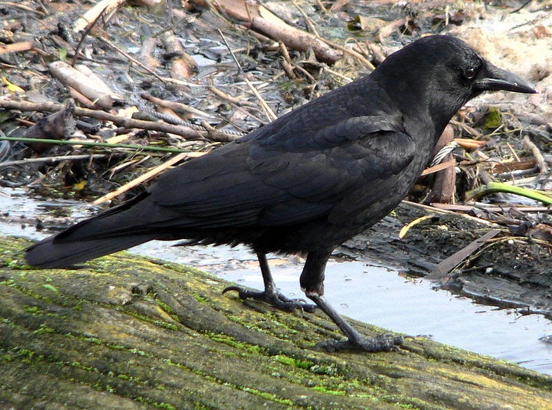 Birds Directory: Crow [Kingdom: Animalia, Phylum: Chordata, Class:Aves