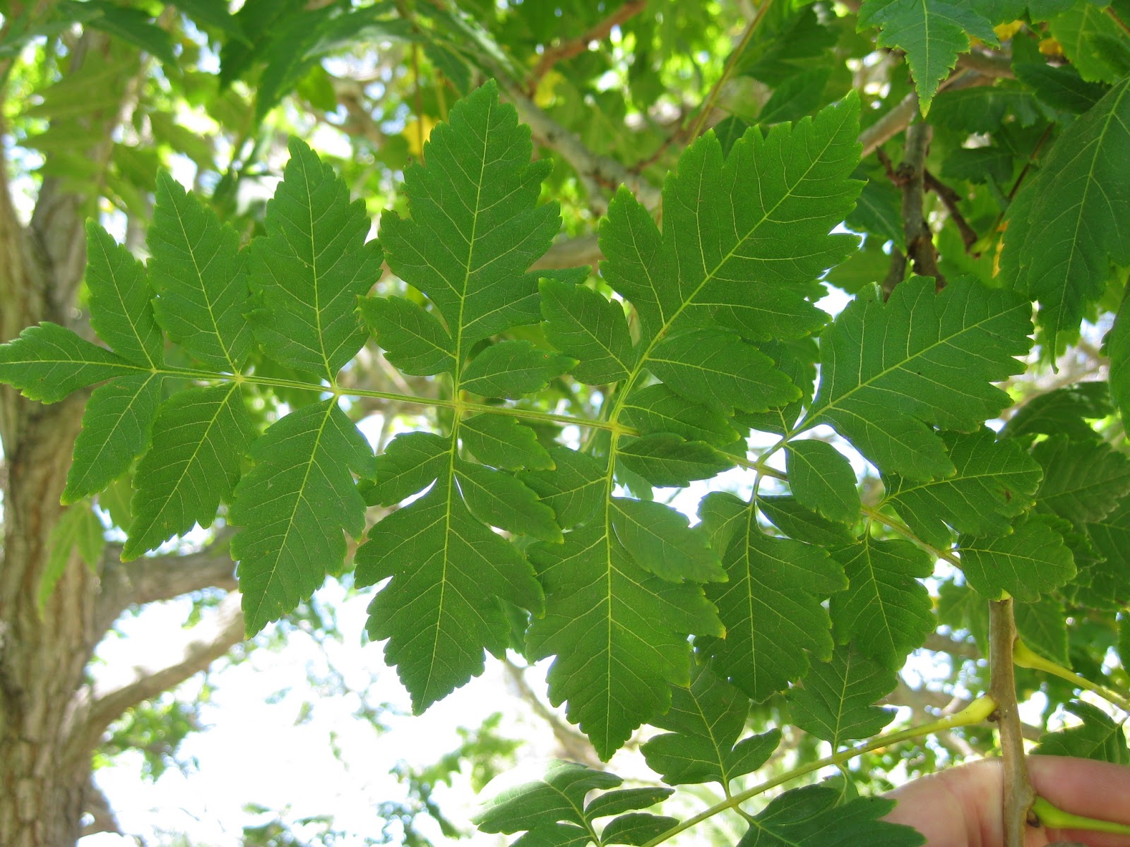 Trees of Santa Cruz County Koelreuteria paniculata Golden Raintree