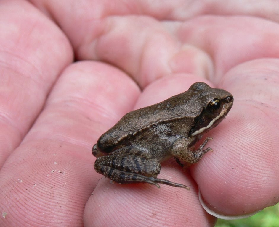 Ohio Birds and Biodiversity Wood Frog