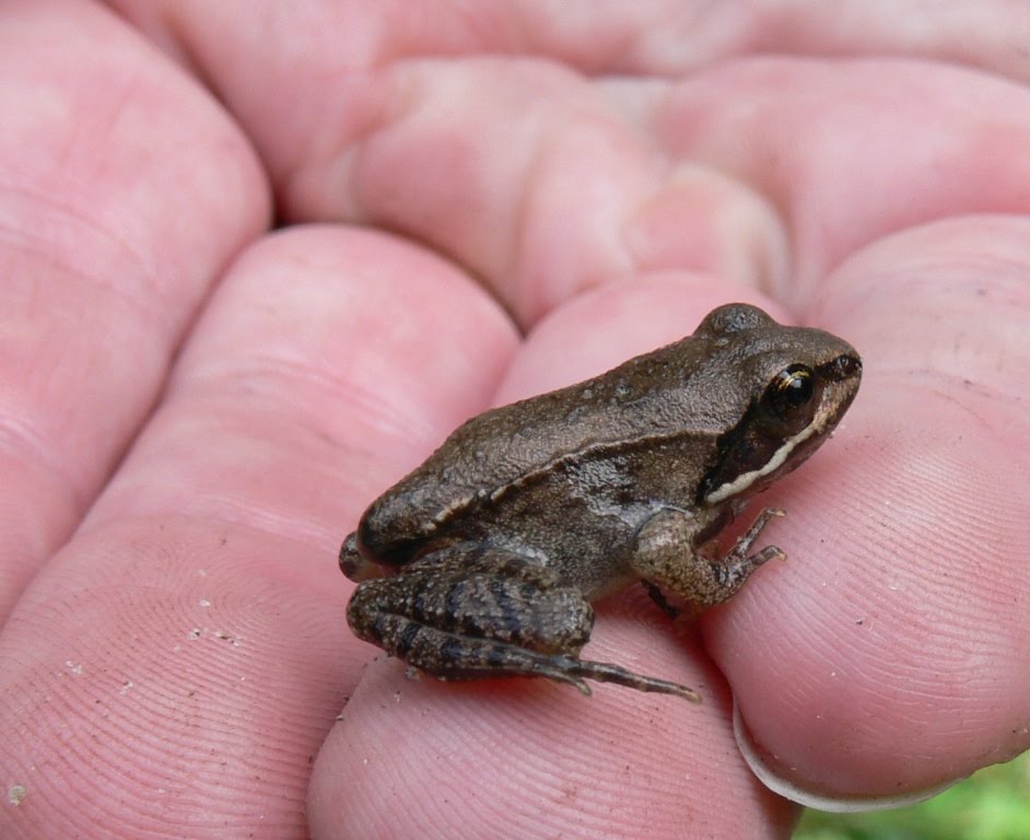 Ohio Birds and Biodiversity: Wood Frog