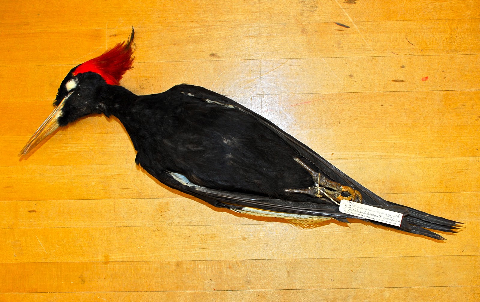 Imperial Dreams: Imperial Woodpecker Specimen 29855