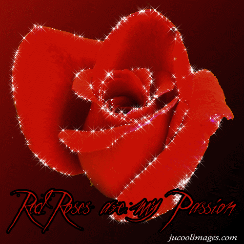 Free Download HD Wallpapers: Red Rose Animated Photos HD Wallpapers