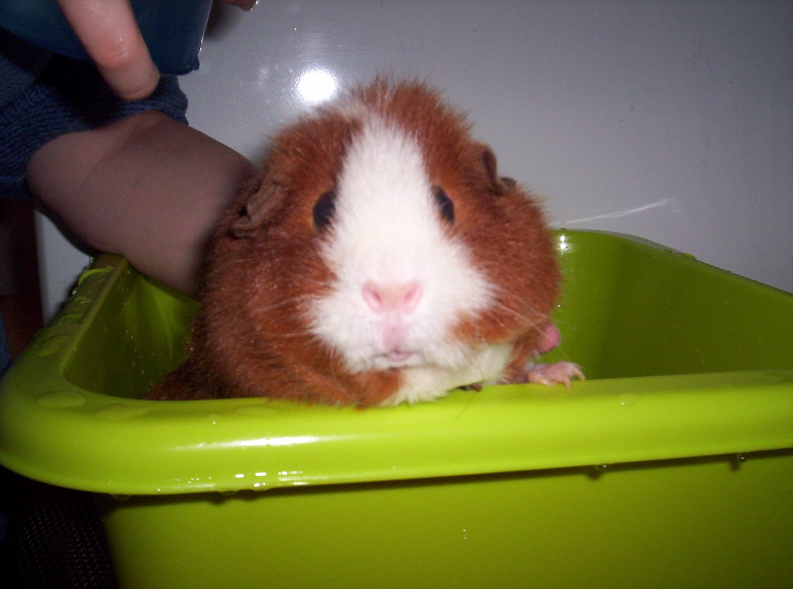 Undercover Guinea Pigs Bath Time the Archives