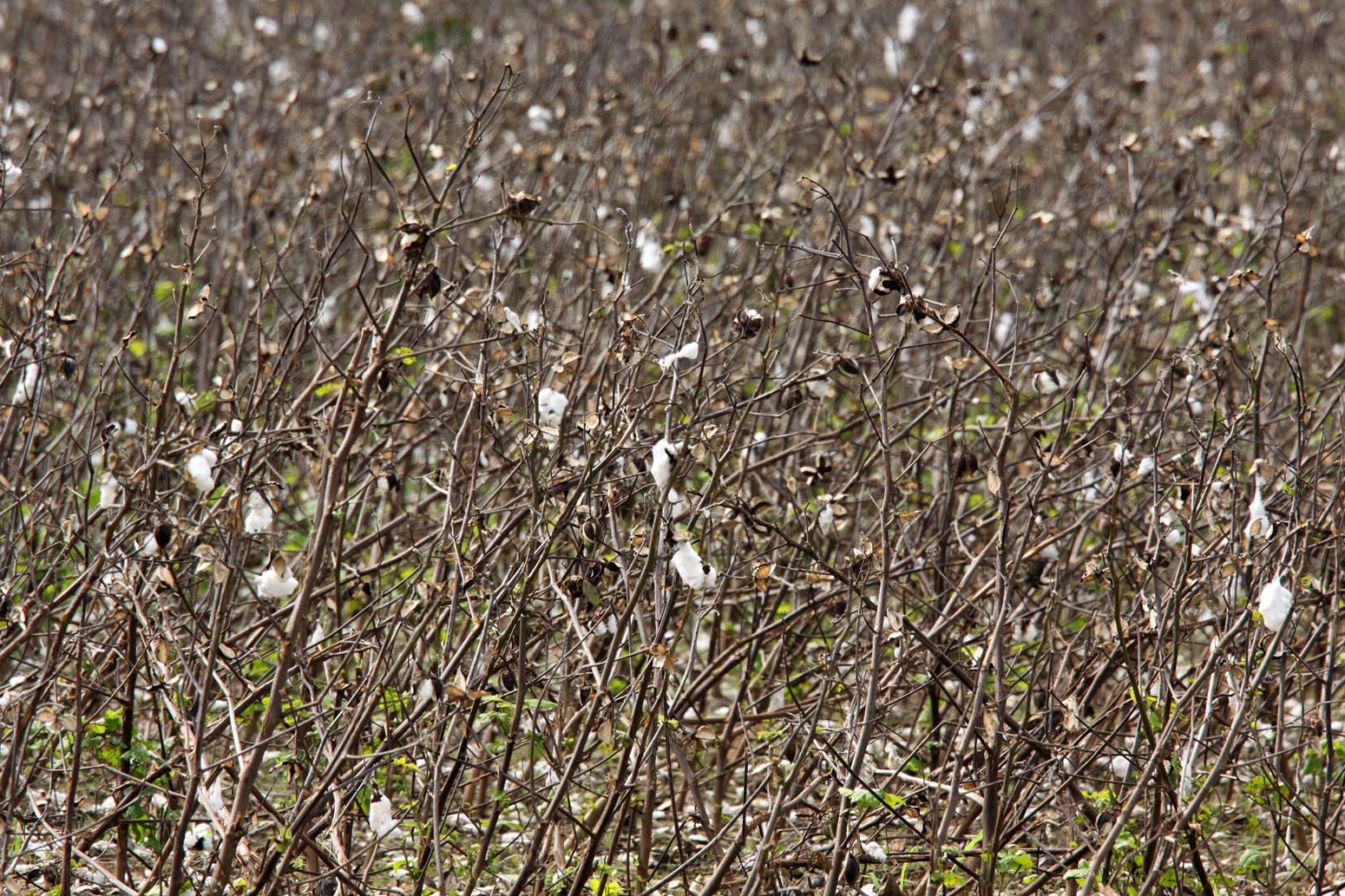 Southern Lagniappe A Cotton Patch Adventure
