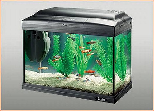 akvaryum satilik akvaryum