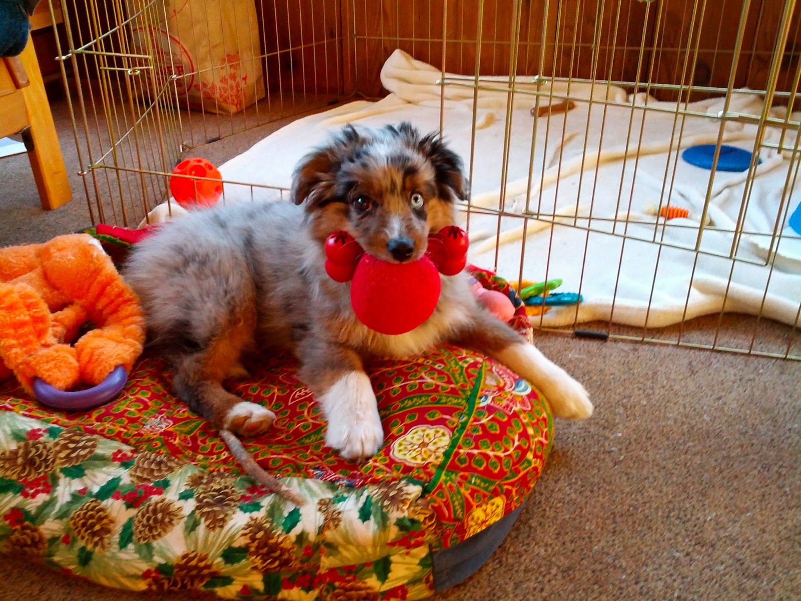 Raising a Mini Aussie: BEST Toys for mini and toy aussie puppies!