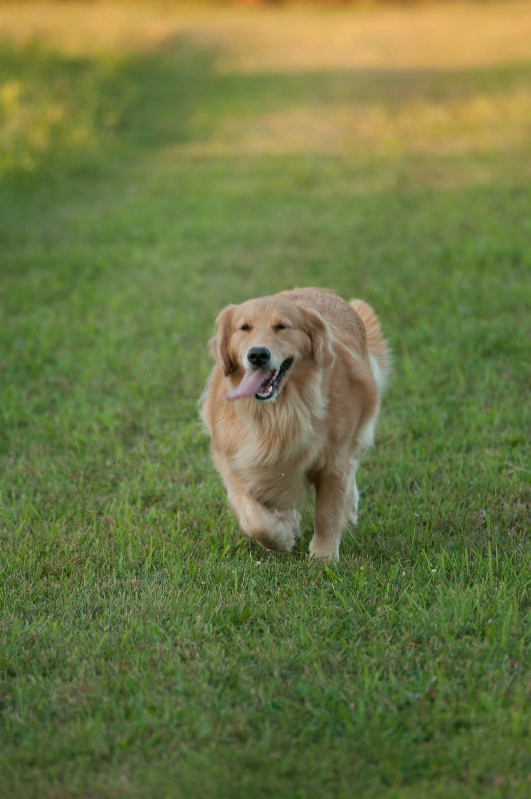 sanmann golden retrievers