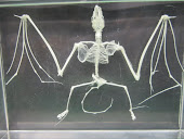 Brown Bat skeleton