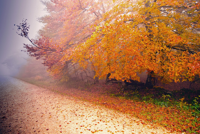 Autumn Mist8
