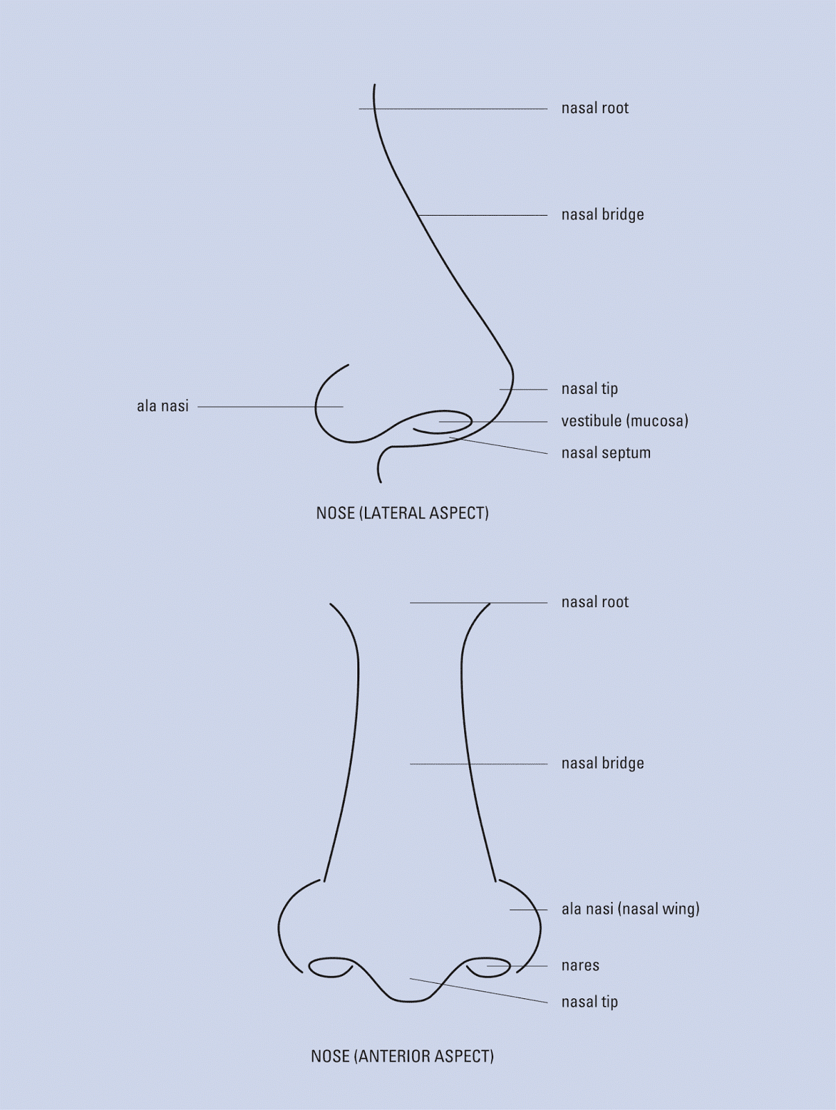 Otolaryngology By Alexandros G Sfakianakis Lesions Of The Nose