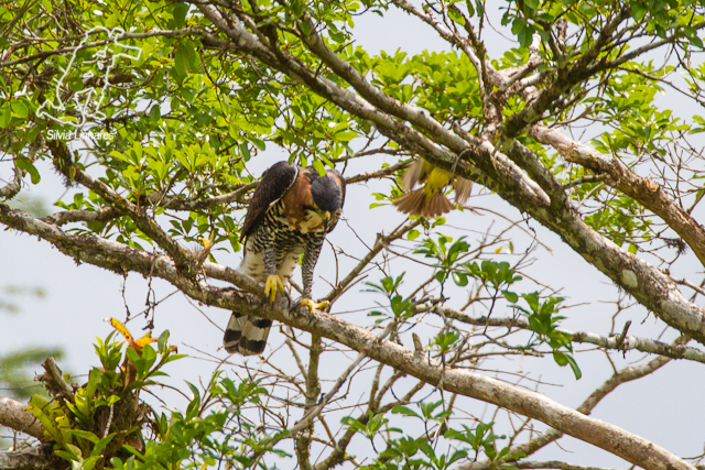 Falconiformes. Família  Acciptridae - Subfamília Buteonidade- Gaviões de penacho. genêro SPIZAETUS 01.12.12+-+Gavi%C3%A3o-de-penacho+(Spizaetus+ornatus)+-+Ornate+Hawk-Eagle+-+PETAR+-+Iporanga+-+004_