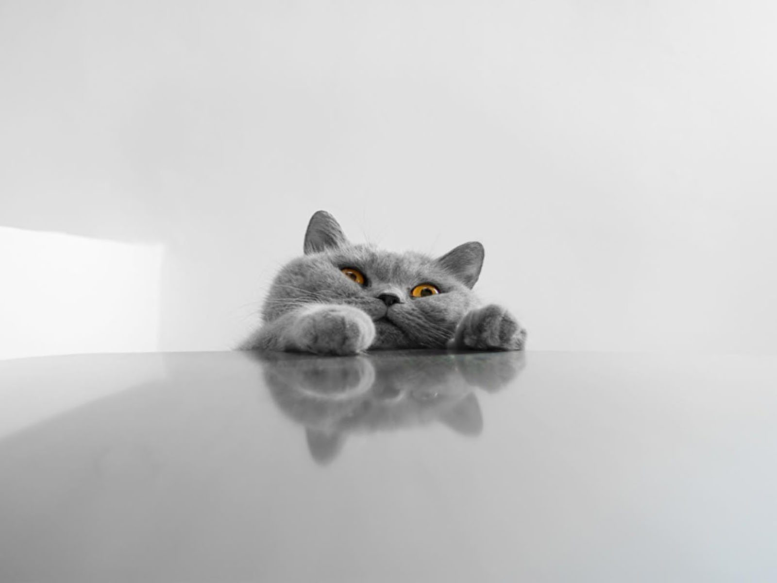wallpapers: Funny Cat Wallpapers