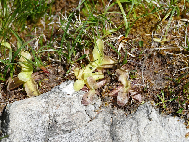 Seattle Japanese Garden Community Blog April 2011