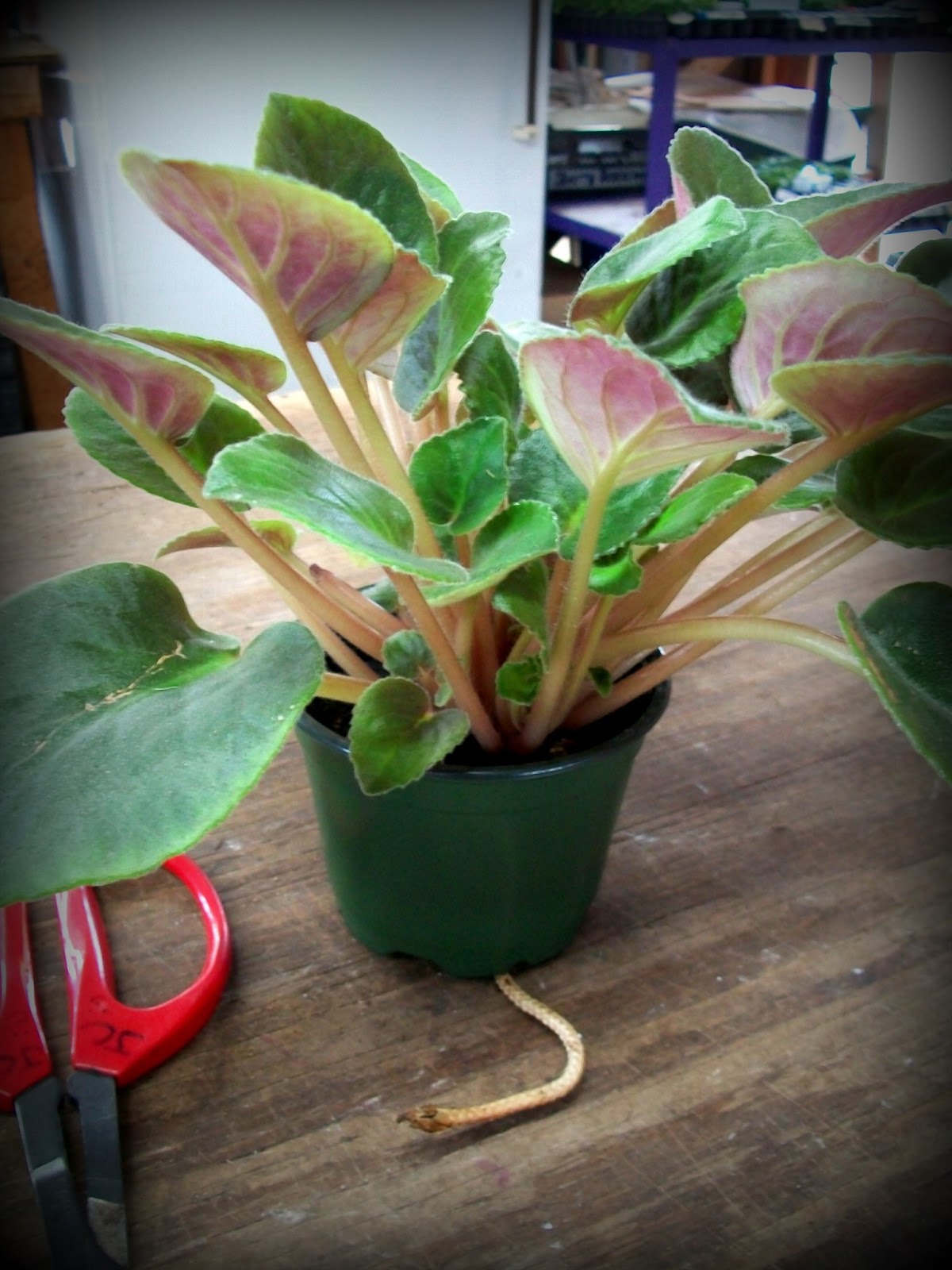 The Flower Bin RePotting African Violets