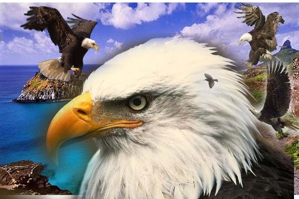 Gambar Elang, Info Burung Elang Botak dan Faktanya | Gambar Hidup