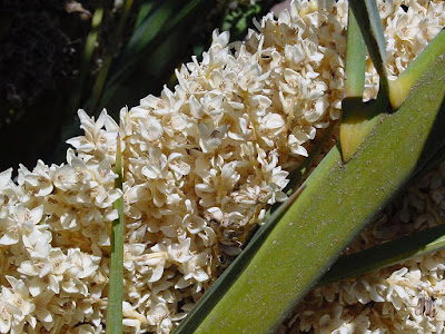 Fiori Fiori