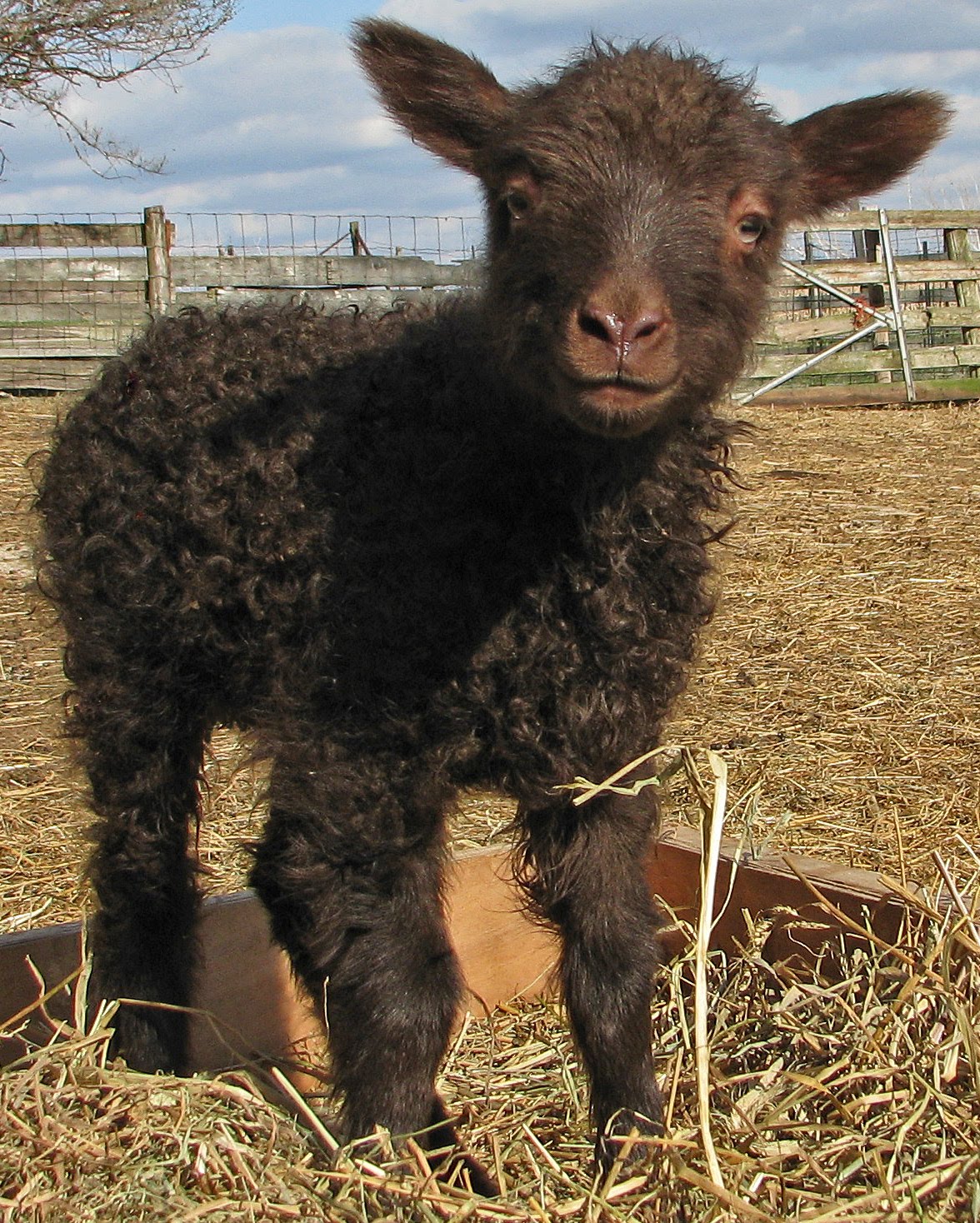 Red Brick Road Farm Icelandic Sheep & Wool Happy Icelandic Lambs!