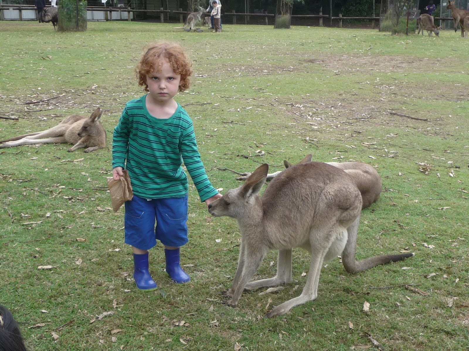 kid feeding kangaroo
