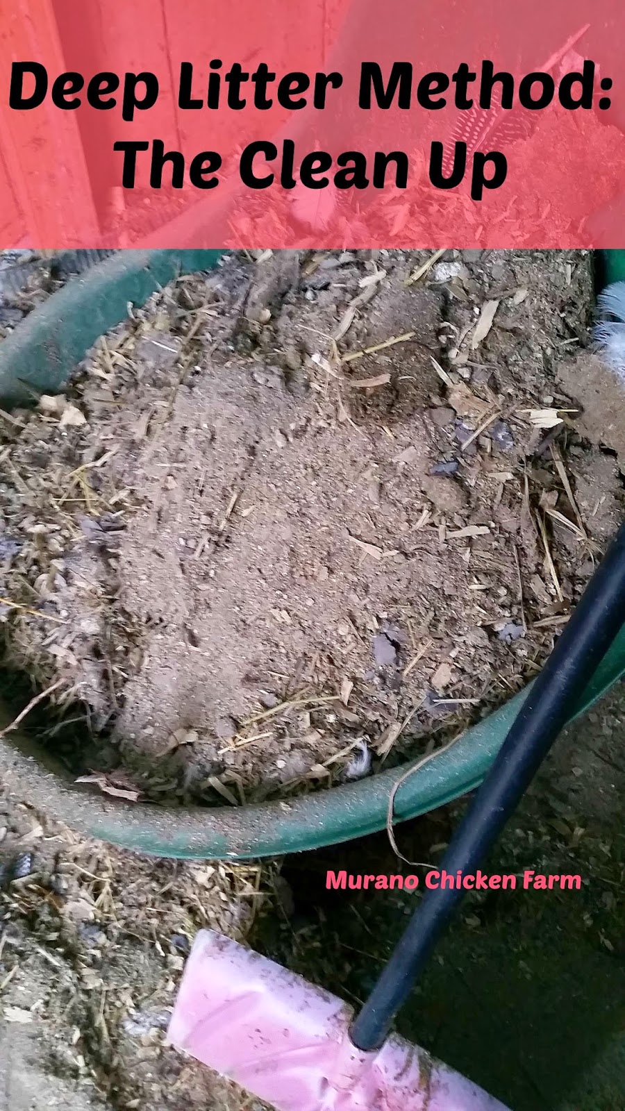 Murano Chicken Farm Deep Litter method the clean up