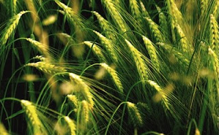 В США новая напасть - красная ржавчина на пшенице