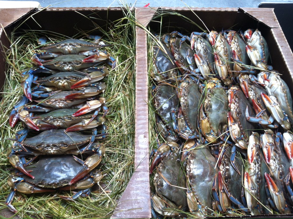 The Edible Ocean Shellfish Status