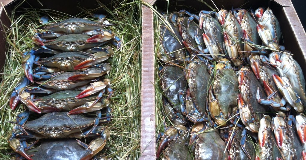 The Edible Ocean Shellfish Status