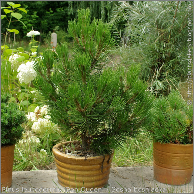 Pinus leucodermis 'Den Ouden' habit - Sosna bośniacka 'Den Ouden' pokrój
