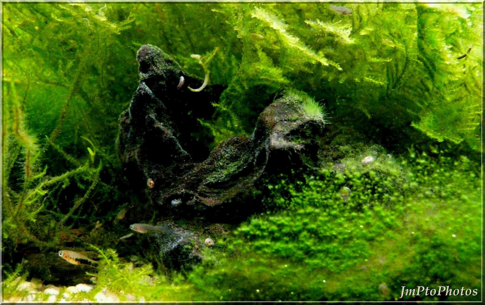 JmPtoPhotos Mousse de Java. (Versicularia Dubyana).