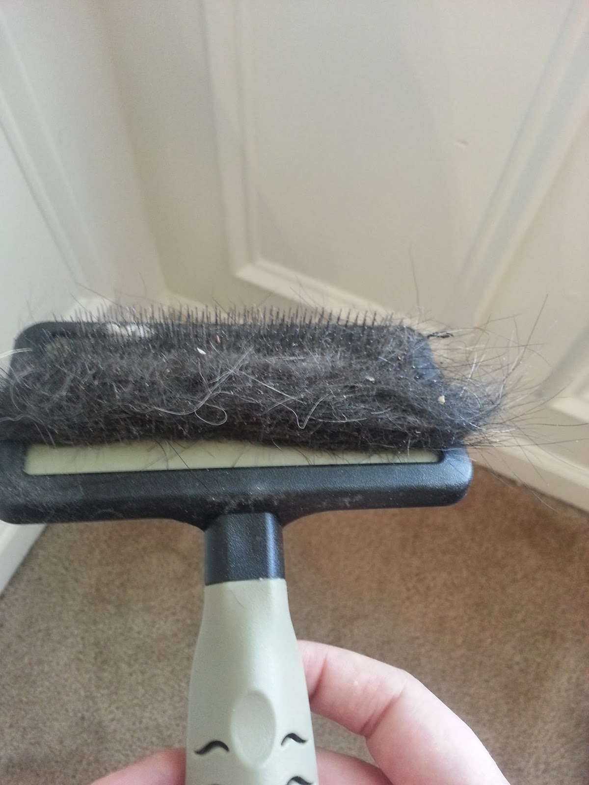 Our little Motes family Removing pet hair from carpets, this is pretty