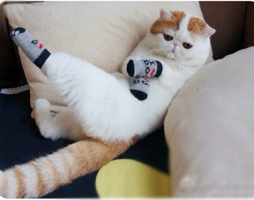 animals cat pictures cat socks cats cats wearing socks cats with socks 