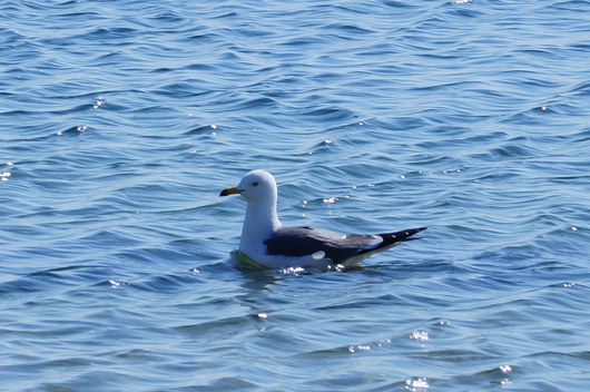 A sea gull is on the sea